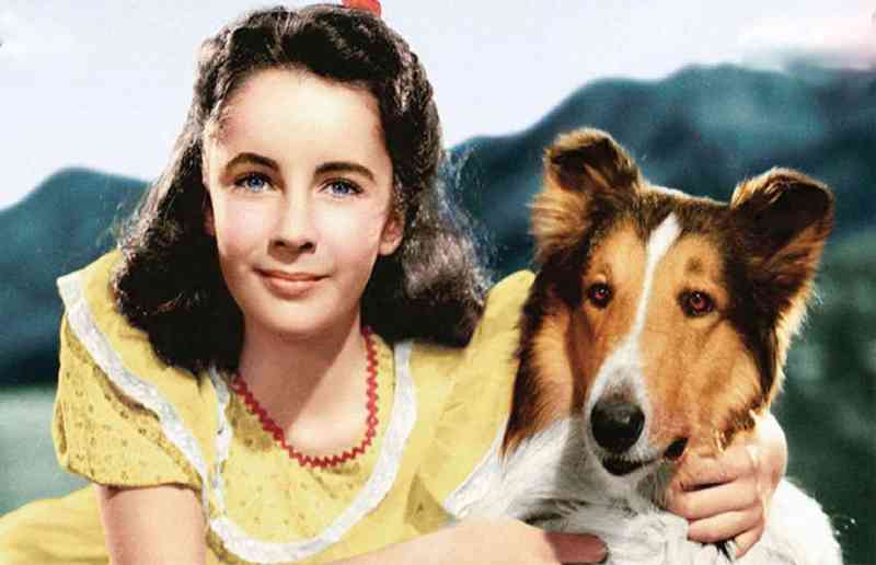 Las estrellas como Lassie, arriba con Elizabeth Taylor, y Messi, abajo, podrían ser desplazadas por sus amigos felinos